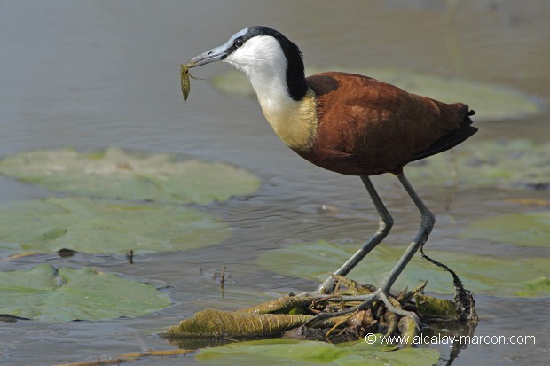 Jacana d'Afrique