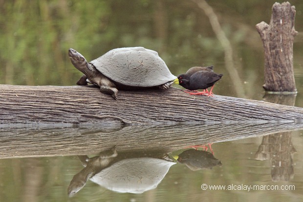 Marouettes noires et tortue d'eau