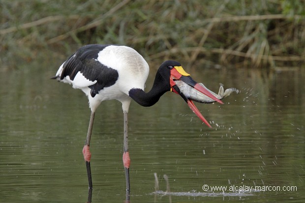 Jabiru du Sénégal