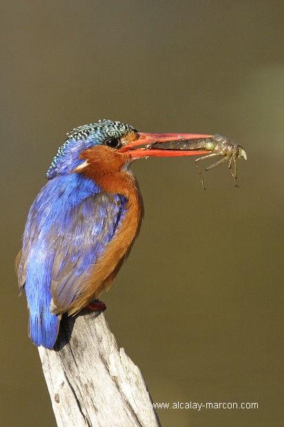 Martin-pêcheur huppé
