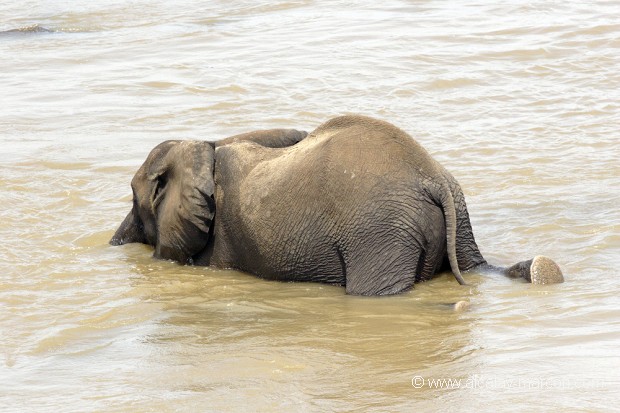 Eléphant d'Afrique