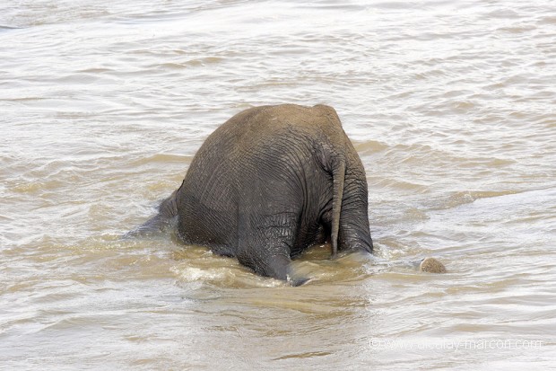 Eléphant d'Afrique