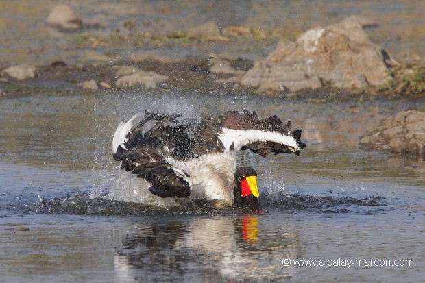 Jabiru du Sénégal