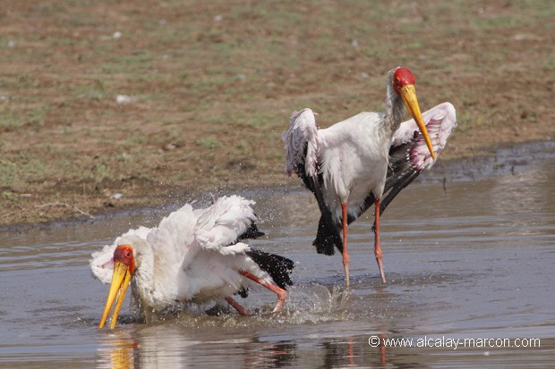 Tantales ibis