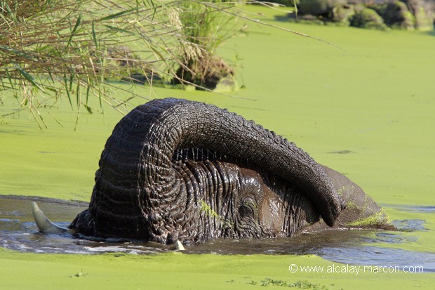 Eléphant d'Afrique