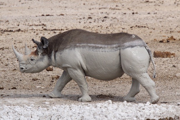 Rhinocéros noir