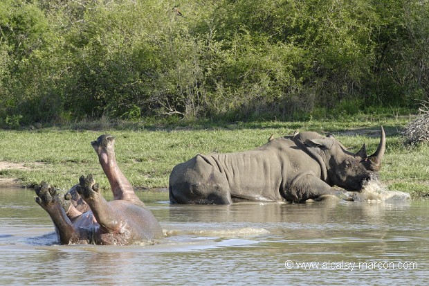 Rhinocéros blanc et hippopotame