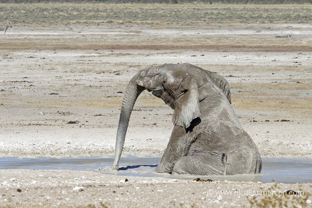 Eléphant d'Afrique