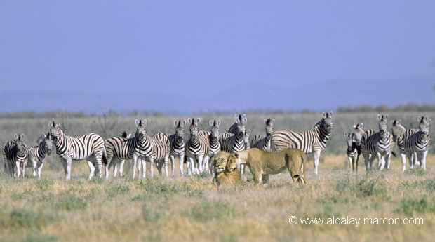 couple de lions et zèbres