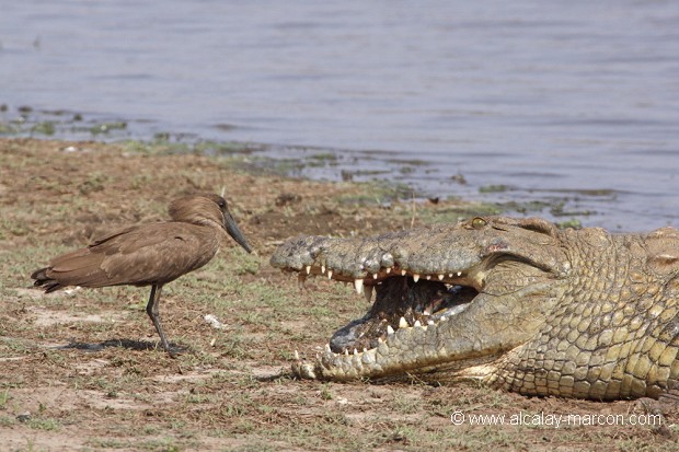 Crocodile du Nil et ombrette du Sénégal