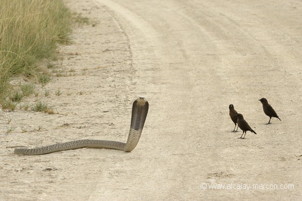 Cobra et étourneaux