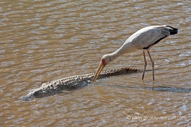 Tantale ibis et crocodile du Nil