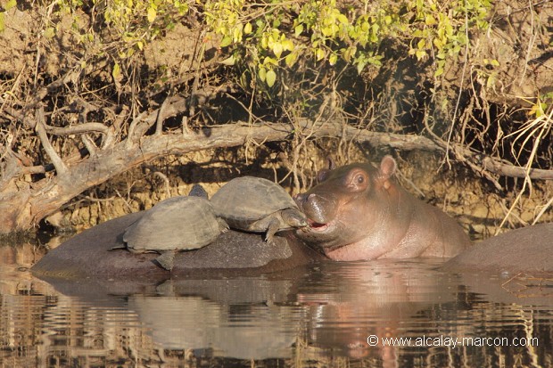 Jeune hippopotame et tortue