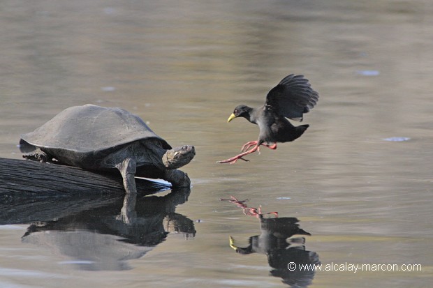 Tortue et marouette noire