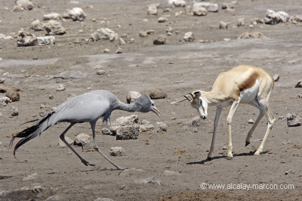 Grue et jeune springbok