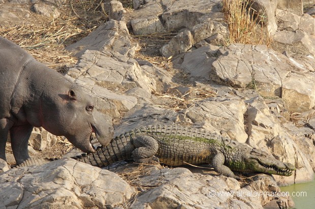 Jeune hippopotame et crocodile du Nil