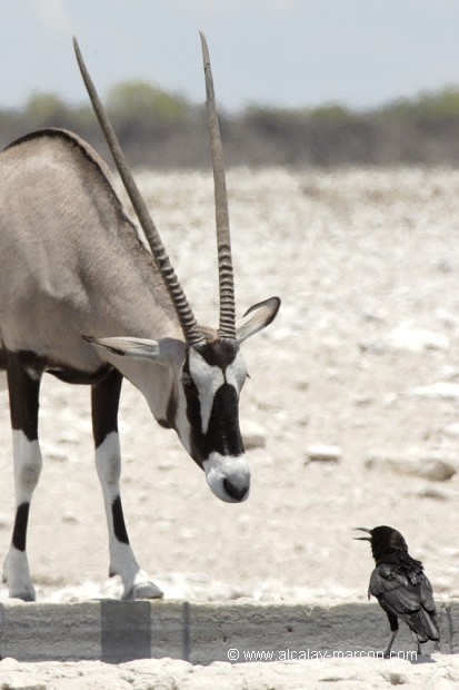 Oryx et corneille du Cap