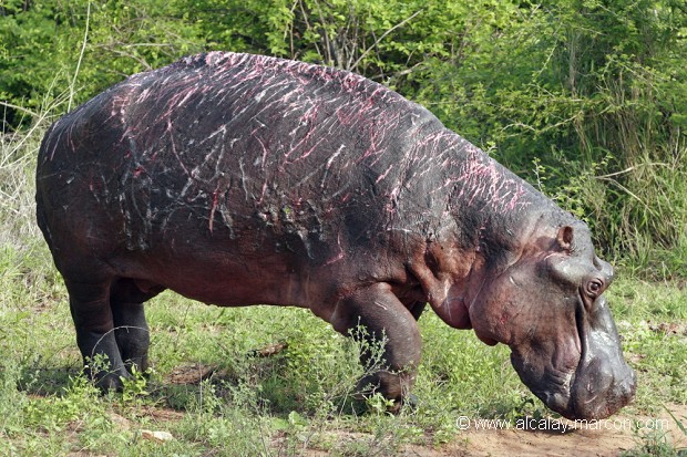 Hippopotame scarifié