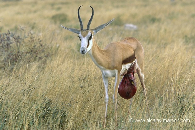 Springbok éventré