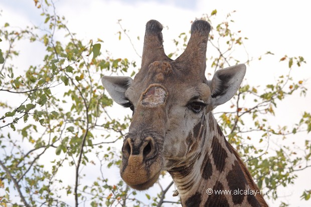 Girafe