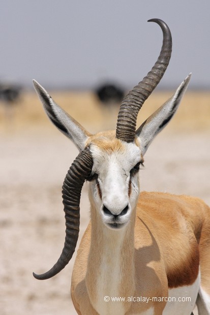 Springbok à une corne cassée