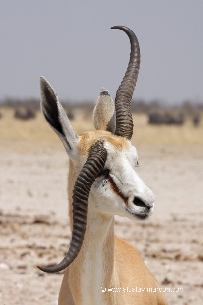 Springbok à une corne cassée