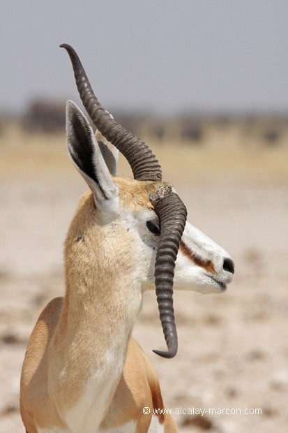 Springbok à une corne cassée