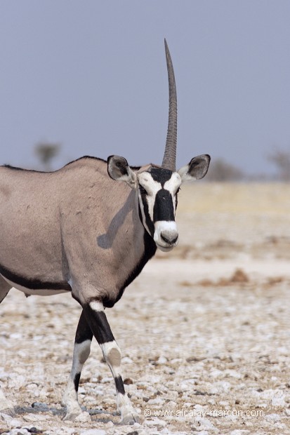 Oryx à une corne cassée.
