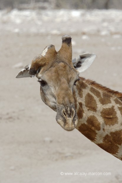 Girafe à une corne cassée