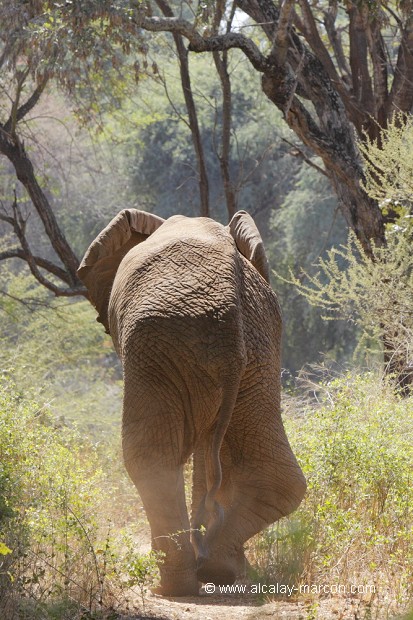 Elephant à la patte cassée.