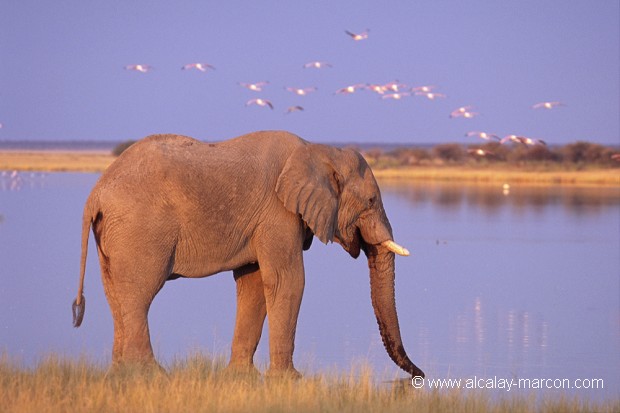 Eléphant au soleil couchant