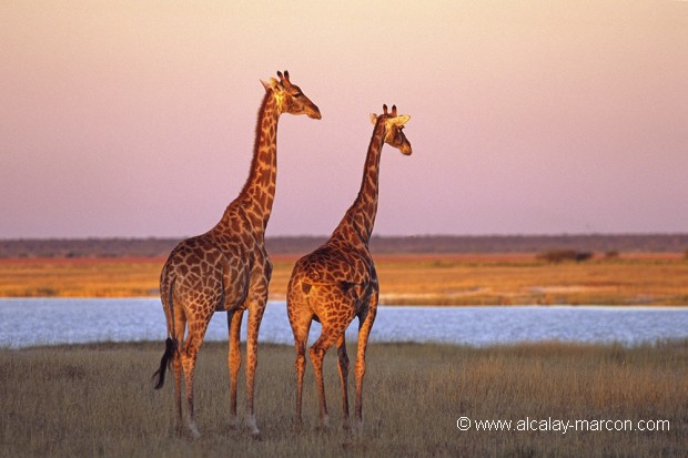 Girafes au soleil couchant