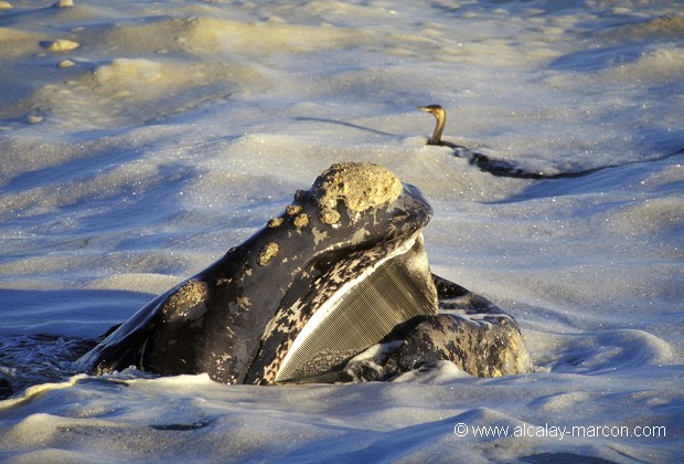 Baleine franche australe